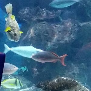 Meet your Posher, Kris